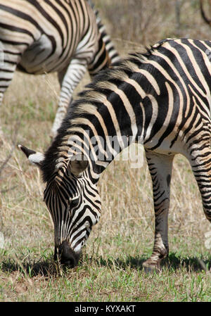 Chapman Zebra (Equus Quagga Chapmani) in Victoria Falls Private Game Reserve, Simbabwe. Stockfoto