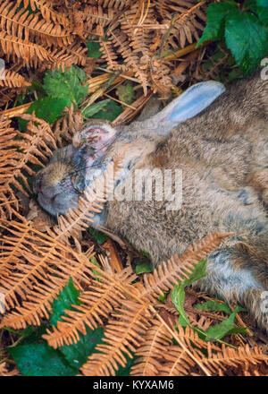 Ein Kaninchen, dass starb an Myxomatosis Stockfoto