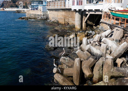 Vögel sitzen auf den Felsen, Valparaiso, Chile Stockfoto