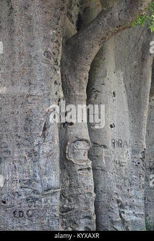 Nahaufnahme der Rinde der Baobab, Victoria Falls Private Game Reserve, Simbabwe. Stockfoto