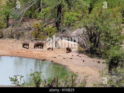 Familie von Giraffen am Wasserloch in Savanne, Victoria Falls Private Game Reserve, Simbabwe. Stockfoto