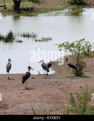 Fünf Marabu Störche stand am Rande von einem Pool, Victoria Falls Private Game Reserve, Simbabwe. Stockfoto