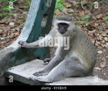 Vervet Affe sitzt auf der Bank, im Mosi-Oa-Tunya Nationalpark Victoriafälle, Simbabwe. Stockfoto