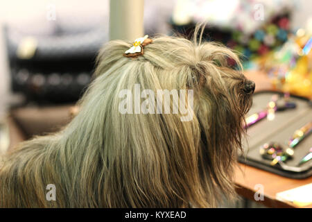Yorkshire Terrier mit einem Bogen, close-up Stockfoto