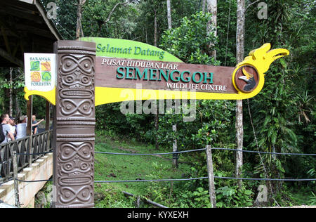 Semenggoh Wildlife Center in der Nähe von Kuching in Sarawak Stockfoto