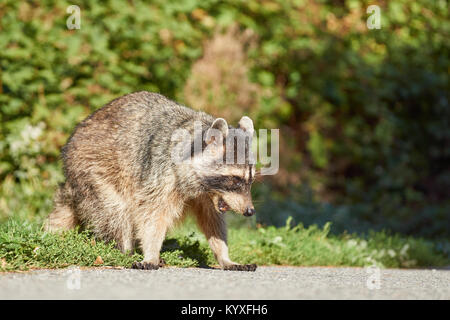 Waschbär auf einem Wanderweg im Stanley Park, Vancouver, British Columbia, Kanada Stockfoto