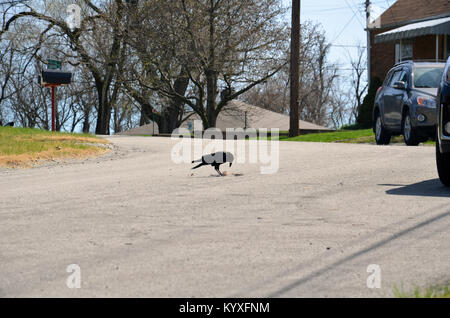 Krähe Essen Roadkill Stockfoto