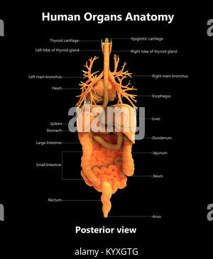 Menschlichen Körper Organe Label Design hintere Ansicht der Anatomie Stockfoto