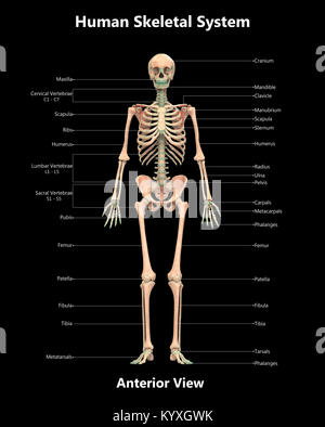 Menschliches Skelett System Label Design anteriore Ansicht Anatomie Stockfoto