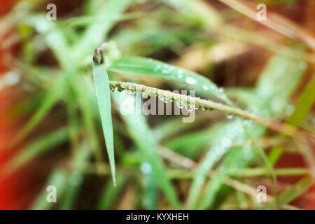 Gras morgens mit vielen Tautropfen auf dem Stamm, Stockfoto