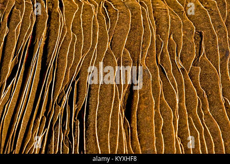 Natürliche Textur Pilz auf einem Baum close-up Stockfoto