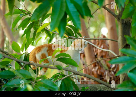 Einsame Katze auf Betonwand Stockfoto