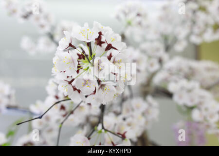Sakura Blume auf Natur Hintergrund, Soft Focus Cherry Blossom Stockfoto