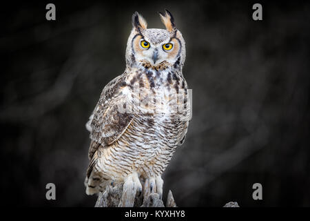 Graue gehörnte Eule Stockfoto