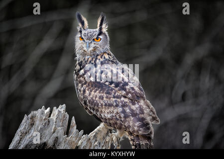 Euro asiatischen Eagle Stockfoto