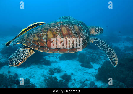 Gruene Meeresschildkroete (Chelonia mydas) auch Suppenschildkroete oder Riesenschildkroete genannt, mit Schiffshalter, Panglao, Bohol, Philippines, Philip Stockfoto