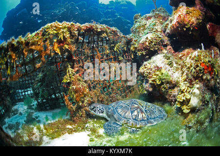 Unechte Karettschildkröte (Caretta caretta) auf eine fischfalle, Roatan, Bay Islands, Honduras, Karibik Stockfoto