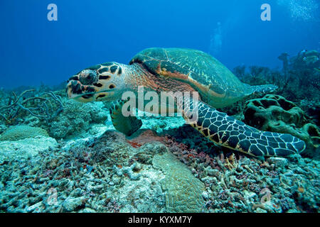 Karettschildkröte (Eretmochelys imbricata), Playa del Carmen, Yucatan, Mexiko, Karibik Stockfoto