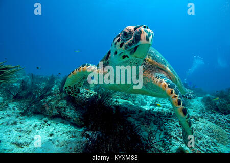 Karettschildkröte (Eretmochelys imbricata), Playa del Carmen, Yucatan, Mexiko, Karibik Stockfoto