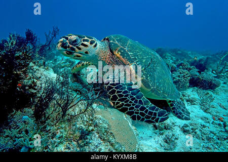 Karettschildkröte (Eretmochelys imbricata), Playa del Carmen, Yucatan, Mexiko, Karibik Stockfoto