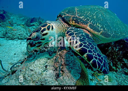 Karettschildkröte (Eretmochelys imbricata), Playa del Carmen, Yucatan, Mexiko, Karibik Stockfoto