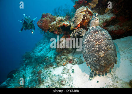 Taucher beobachtet ein Karettschildkröte (Eretmochelys imbricata), Playa del Carmen, Yucatan, Mexiko, Karibik Stockfoto
