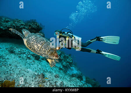 Taucher schwimmen mit einem Karettschildkröte (Eretmochelys imbricata), Playa del Carmen, Yucatan, Mexiko, Karibik Stockfoto
