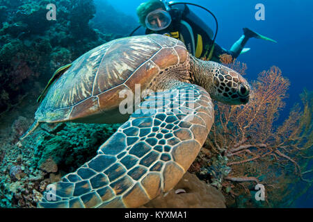 Scuba Diver und Grüne Meeresschildkröte (Chelonia mydas), Moalboal, Cebu Island, Philippinen, Asien