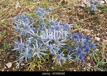 Anlagen- und blütenstände von Amethyst Sea Holly, eryngium Amethystinum Stockfoto