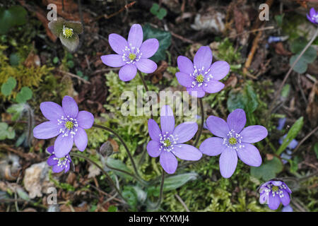 Blumen von Anemone Hepatica, leberblümchen Nobilis schrebviolet Stockfoto