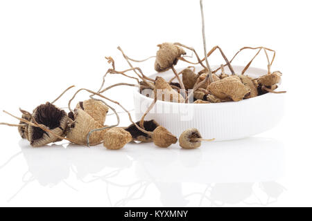 Getrocknete psylocibyn magic mushrooms in Pill Box. Auf weissem Hintergrund. Natürliches Heilmittel. Stockfoto