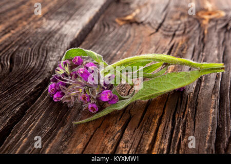 Beinwell Blume mit behaarten Blättern und lila Blüten nickend auf hölzernen Tisch. Stockfoto