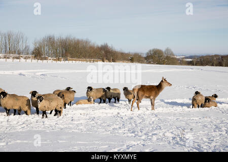 Weiße Schafe und Rehe im Schnee Feld, Broadway, die Cotswolds, Worcestershire, England, Vereinigtes Königreich, Europa Stockfoto