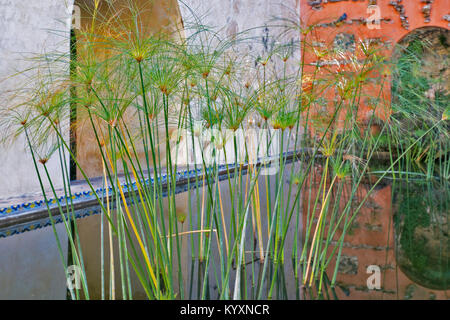 ALCAZAR SEVILLA SPANIEN INNENHOF MIT PAPYRUS Gras wachsen in einem rechteckigen Pool Stockfoto