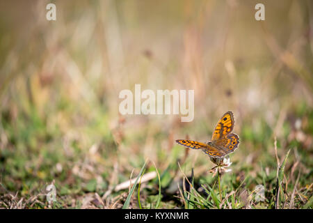 Gelben Schmetterling auf Blüte im Herbst Feld Stockfoto