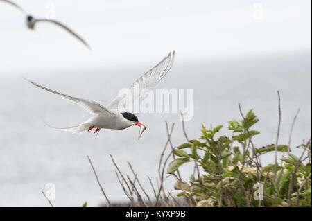 Küstenseeschwalben (Sterna Paradisaea) auf die Farne Islands in Northumberland, in der Brutzeit Rückkehr in ihre Nester mit Nahrung für ihre Küken Stockfoto