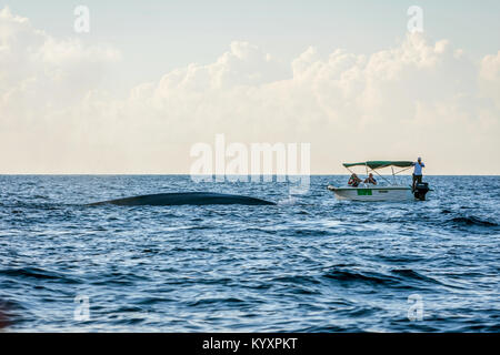 TRINCOMALEE, SRI LANKA - März 9: Gruppe von Menschen beobachten Blauwale von der Whale Watching Boot. März 2017 Stockfoto