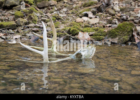 Der Weißschwanz-Buck-Schädel liegt im Wasser, und Geweihe ragen aus dem Bach Stockfoto