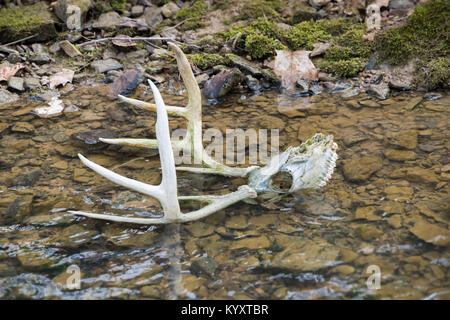 Der Weißschwanz-Buck-Schädel liegt im Wasser, und Geweihe ragen aus dem Bach Stockfoto