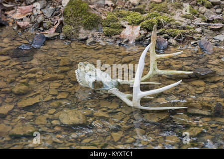 Der Weißschwanz-Buck-Schädel liegt im Wasser, und Geweihe ragen aus dem Bach Stockfoto