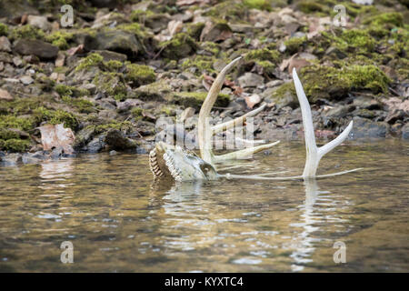 Der Weißschwanz-Buck-Schädel liegt im Wasser, und Geweihe ragen aus dem Bach Stockfoto