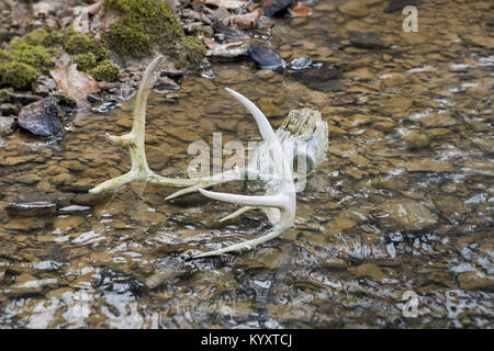 Der Weißschwanz-Buck-Schädel liegt im Wasser, und Geweihe ragen aus dem Bach Stockfoto