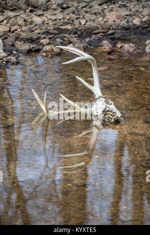 Der Weißschwanz-Buck-Schädel liegt im Wasser, und Geweihe ragen aus dem Bach Stockfoto