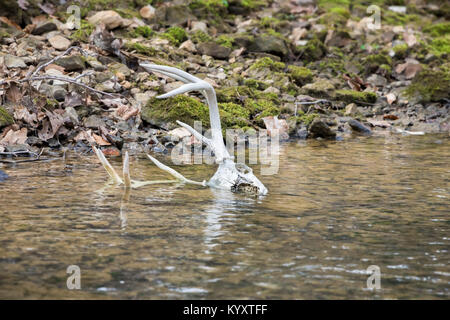 Der Weißschwanz-Buck-Schädel liegt im Wasser, und Geweihe ragen aus dem Bach Stockfoto