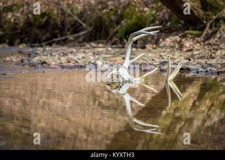 Der Weißschwanz-Buck-Schädel liegt im Wasser, und Geweihe ragen aus dem Bach Stockfoto