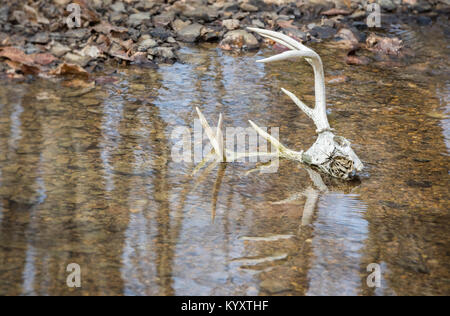 Der Weißschwanz-Buck-Schädel liegt im Wasser, und Geweihe ragen aus dem Bach Stockfoto