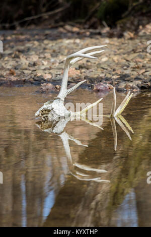 Der Weißschwanz-Buck-Schädel liegt im Wasser, und Geweihe ragen aus dem Bach Stockfoto