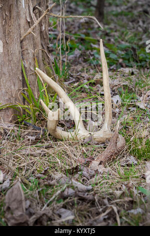 Whitetail Shed Antler in Unkraut Stockfoto