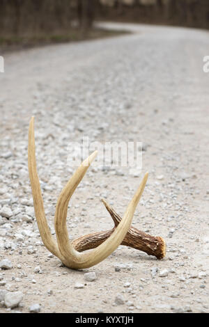 Shed Antler von einem Whitetail-Buck, der auf der Gravel Road liegt Stockfoto