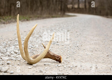 Shed Antler von einem Whitetail-Buck, der auf der Gravel Road liegt Stockfoto